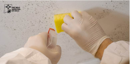 Mold Cleanup