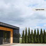 cypress trees