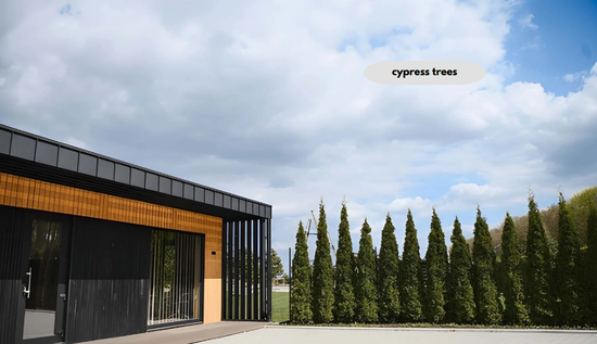 cypress trees