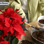 hispanic flowers